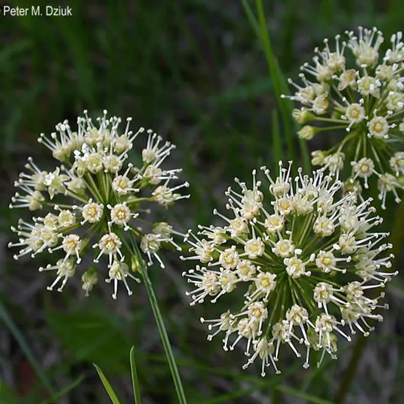 Sarsaparilla Blossom Wine image